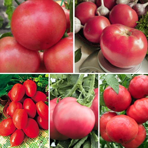 

Суперпредложение! Набор семян помидоров Малиновое чудо 2 из 5 упаковок