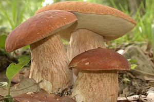 Выращиваем белые грибы в теплице
