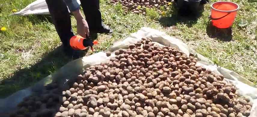 Обрабатываем картофель при посадке от фитофторы