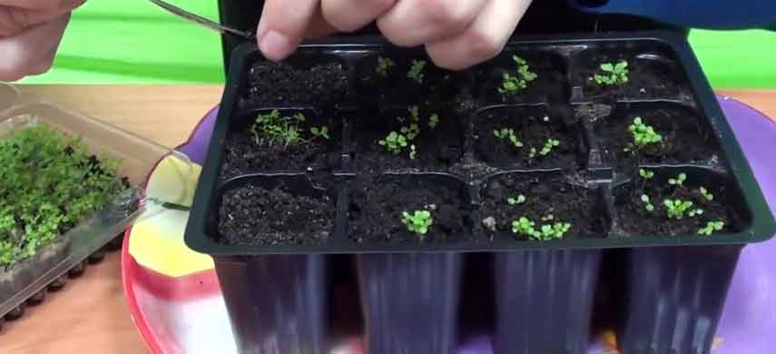 Как вырастить лобелию из семян7