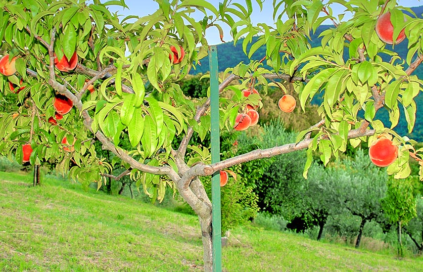 Посадка персика весной, инструкция и необходимый уход в первый год
