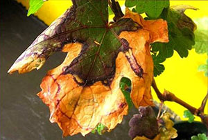 Все болезни винограда и их лечение thumbnail