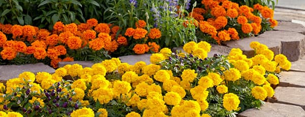 Правила посева