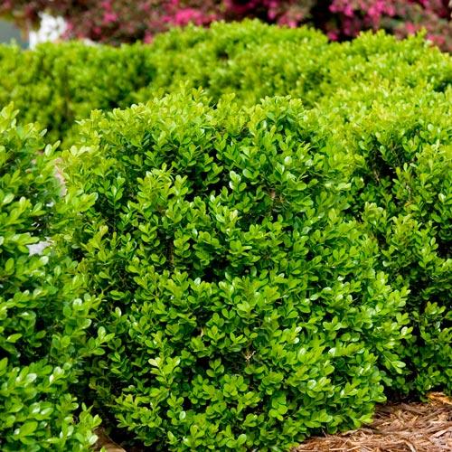 Самшит Buxus microphylla