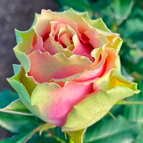 

Роза чайно-гибридная Питахайя