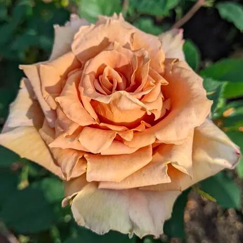 

Роза чайно-гибридная Тоффи
