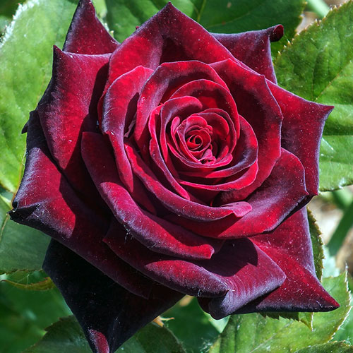 Черная магия роза характеристика форумы на тему магия