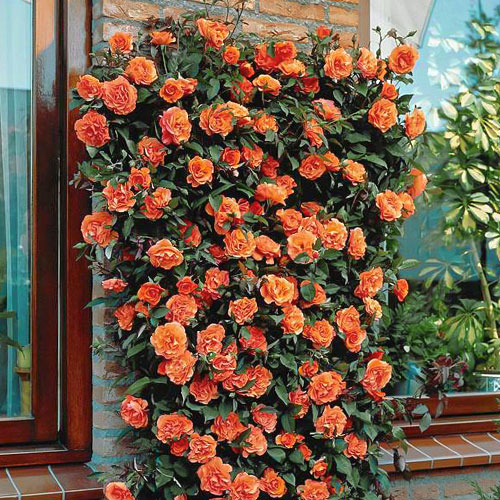 Роза плетистая Оранжевая (2173): купить саженцы почтой в России