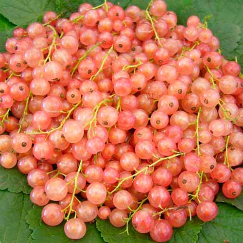 

Смородина розовая Голландская