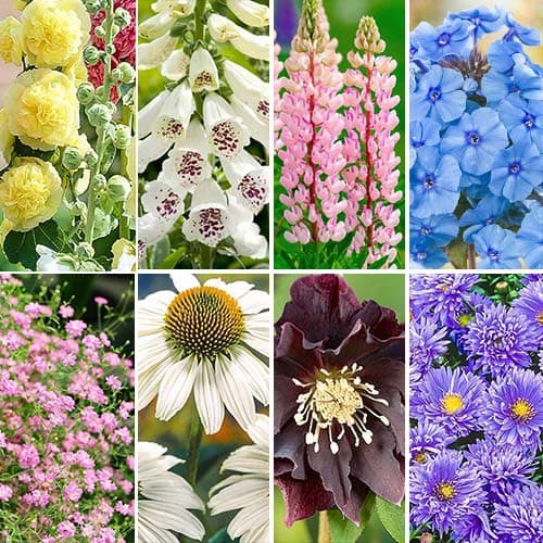 

Комплект многолетников Cottage Garden из 8 сортов