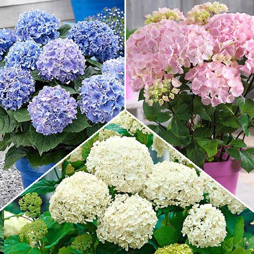 

Суперпредложение! Комплект декоративной гортензии из 3-х саженцев