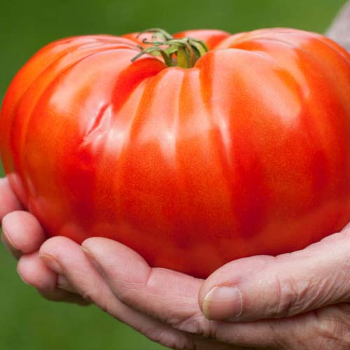 Семена помидор крупные люпин многолетний семя