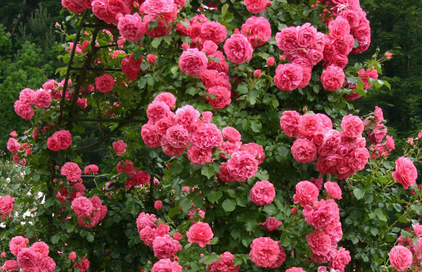 Все о выращивании плетистой розы