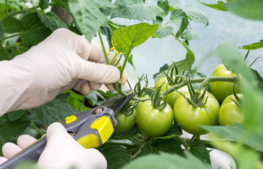 Как правильно пасынковать помидоры в теплице и в открытом