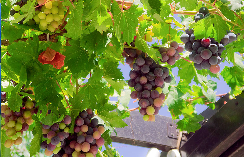 Посадка, уход и обрезка винограда для начинающих садоводов