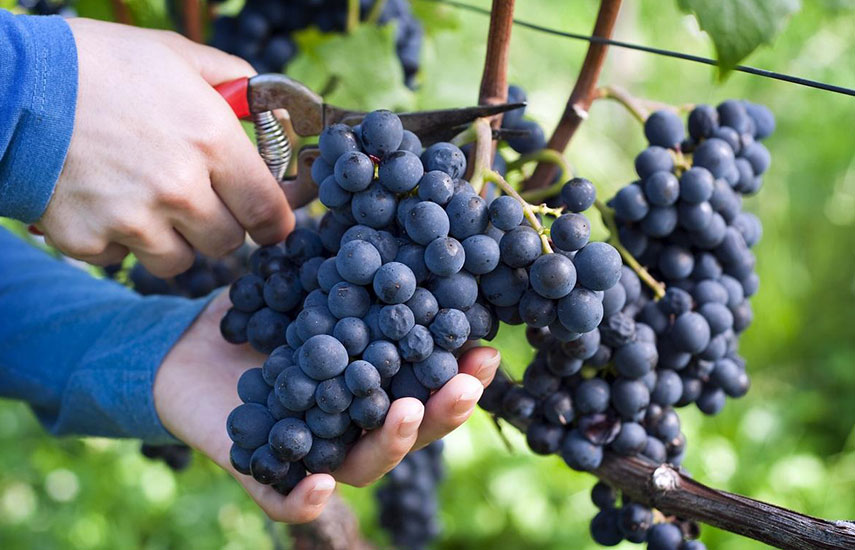 Умная посадка винограда: траншейный и дренажный способы