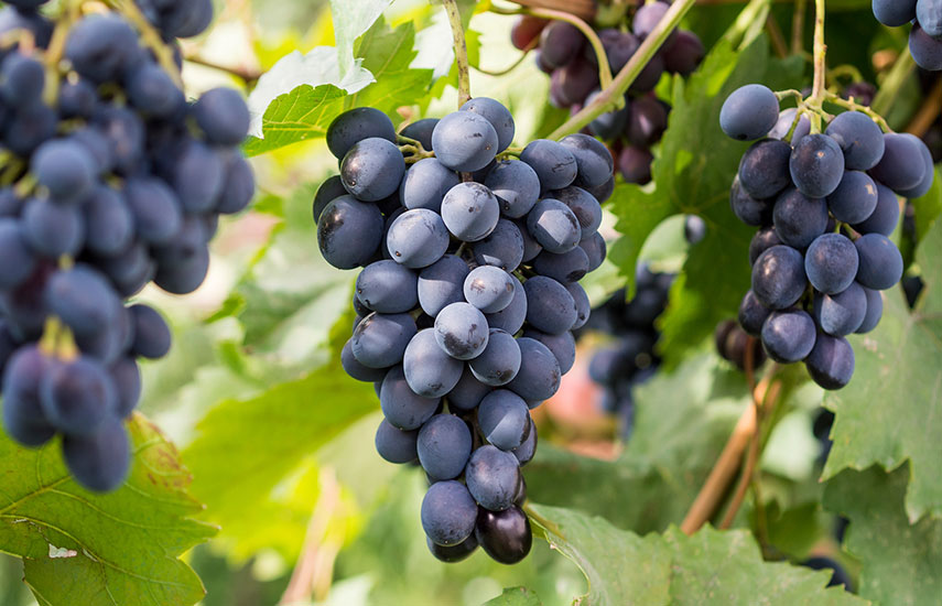 Виноград для начинающих - уход и обрезка в открытом грунте