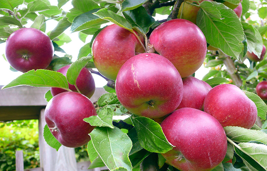 Яблони и груши осенью: полив, подкормка, обрезка
