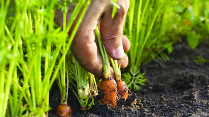 Сроки посадки моркови в Подмосковье