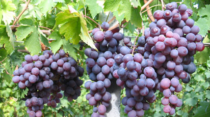 Виноград на Урале посадка выращивание уход сорта с фото и описанием