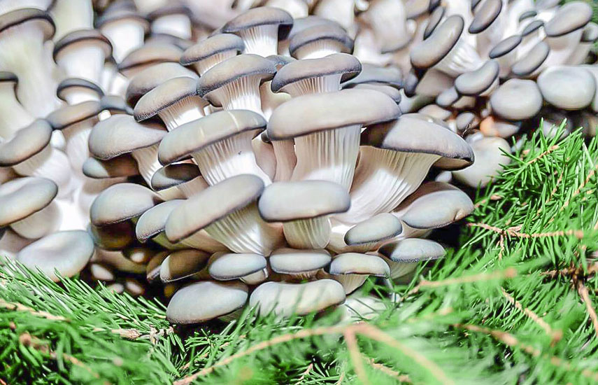 Вешенки полевые грибы фото