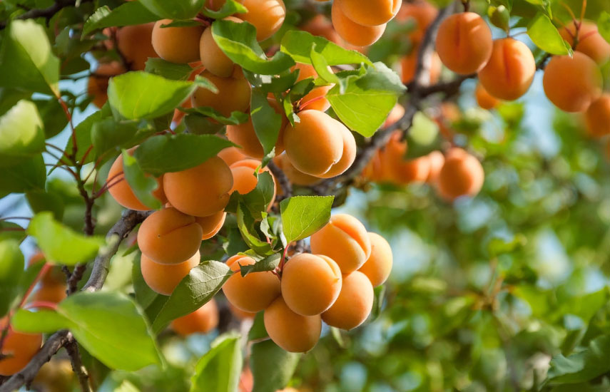 Консервация абрикосов: секреты и рецепты