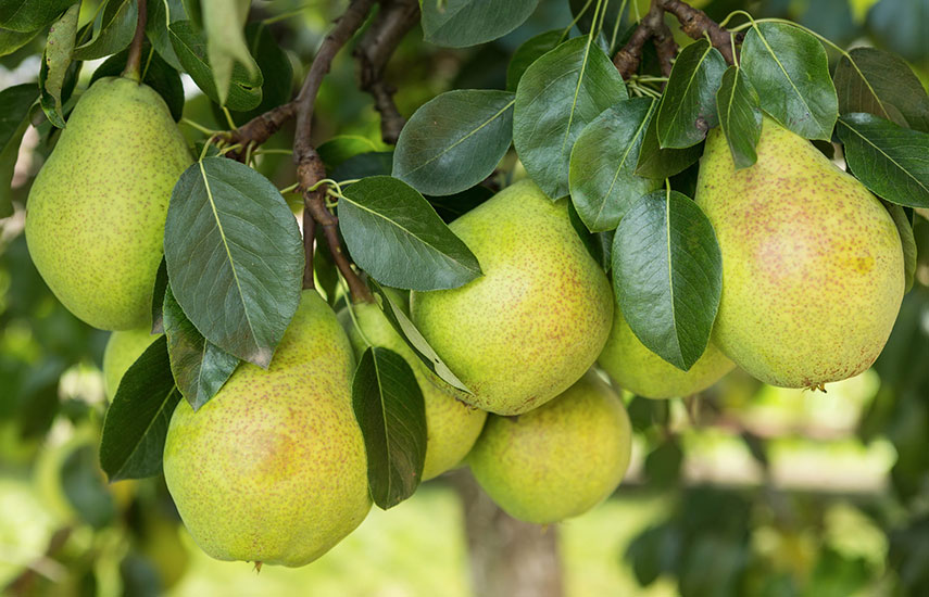 Яблони и груши осенью: полив, подкормка, обрезка