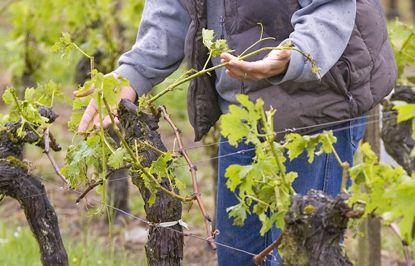 Обрезка винограда осенью: пошаговая инструкция для начинающих