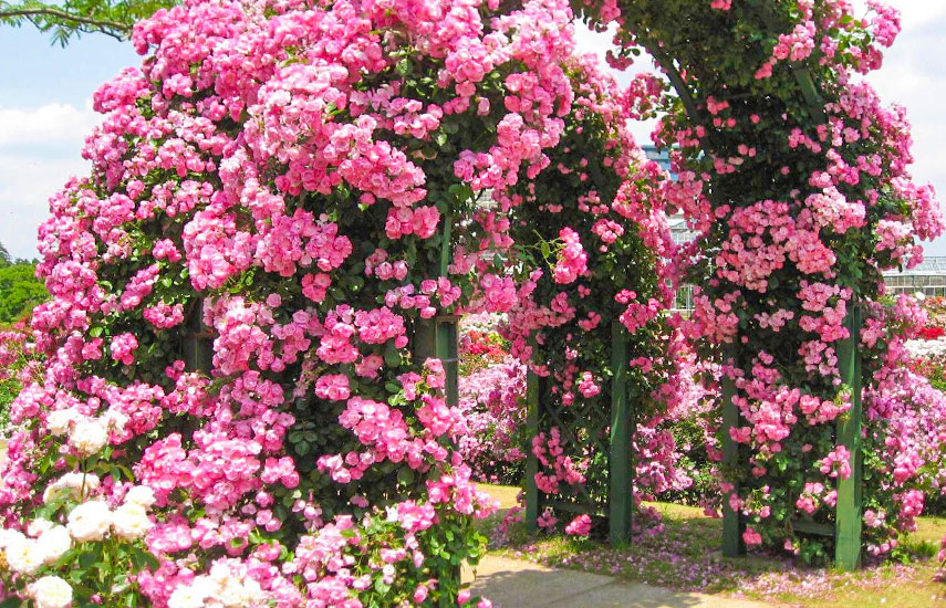Прекрасные плетистые розы: посадка, уход, тонкости выращивания