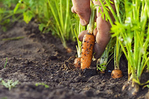 подготовка почвы под посадку моркови