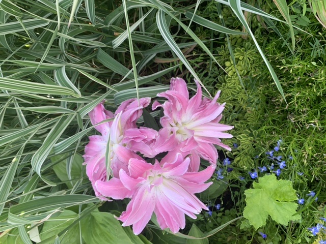 Лилия азиатская махровая Элоди (76113): купить луковицы почтой в России ...