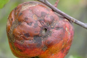 Яблони уход осенью болезни и вредители