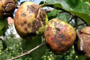 Яблони уход осенью болезни и вредители