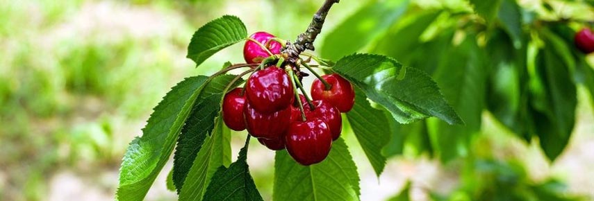 Как правильно посадить деревце вишни