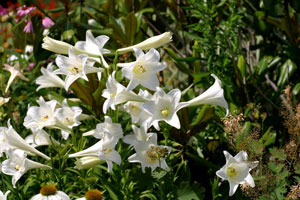 Трубчатые лилии: фото, сорта, уход и особенности выращивания