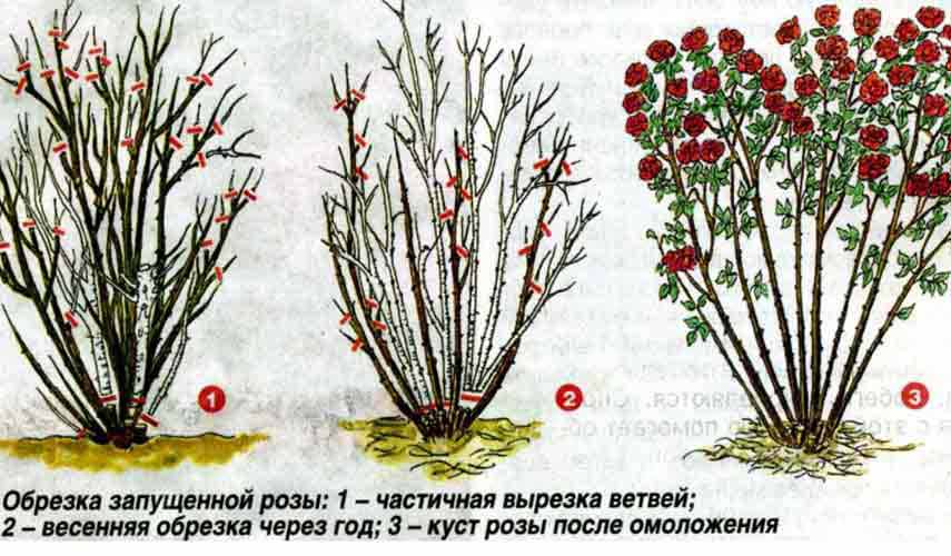 Схема обрезки плетистой розы весной