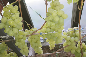 Выращивание винограда в теплице фото 1
